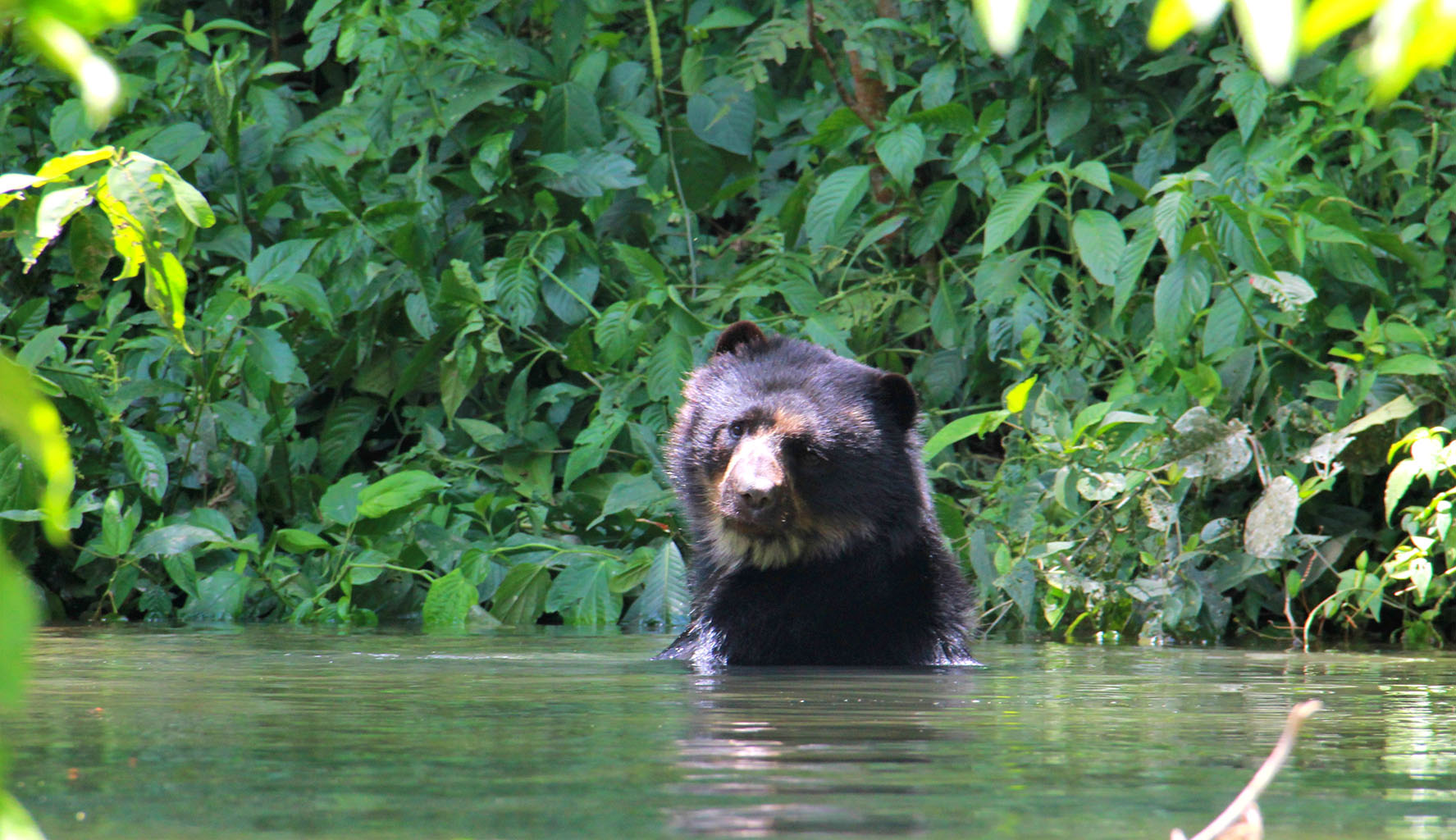 Proyecto para la conservación del oso Andino en los Bosques Secos Inter-Andinos de Tarija